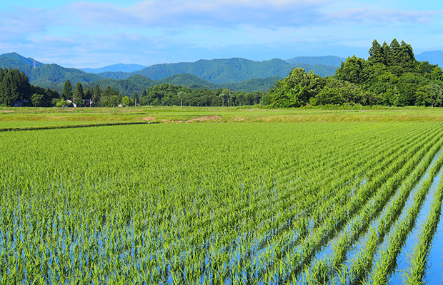 農地・畑売却のポイント